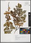 Foto von Salix hastata L.